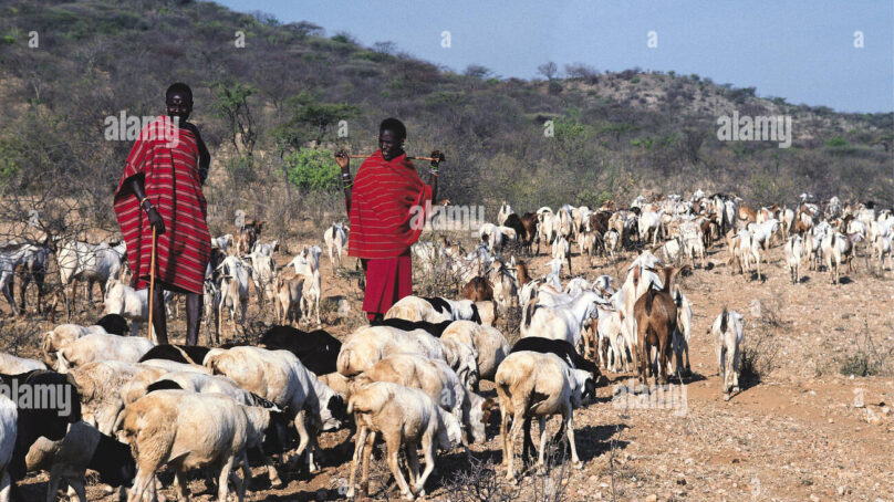 County government in northern Kenya tells herders to sell livestock before drought devastates their stocks