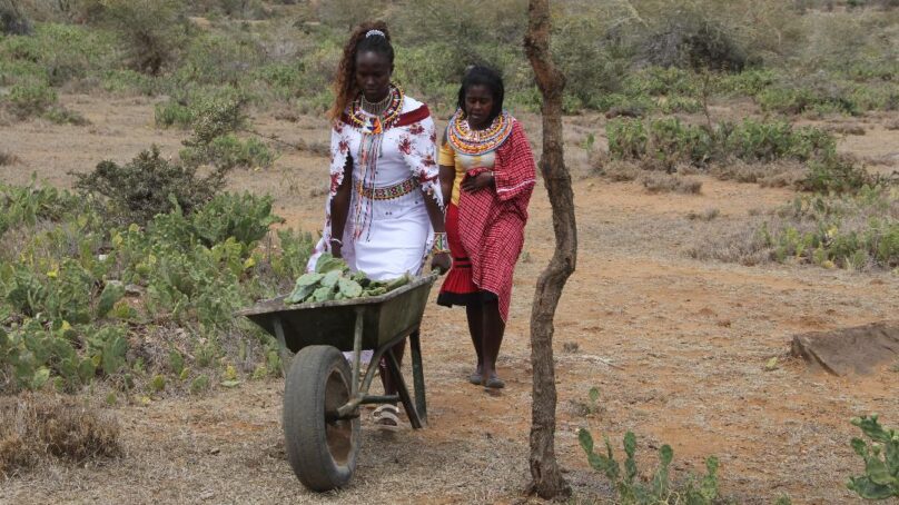 Win for pastoralist women in Laikipia as they turn invasive cactus plant into biogas