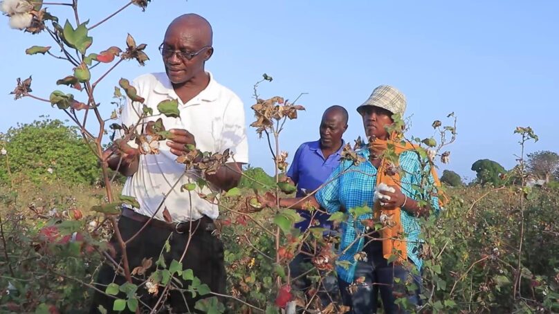 Ginnery construction at Mpeketoni revitalises cotton farming in Lamu County, raises off farm prices