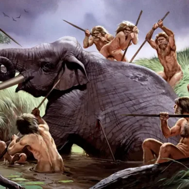 Archeological evidence obtained in Tanzania reveals early humans may have begun butchering elephants 1.8 million years ago