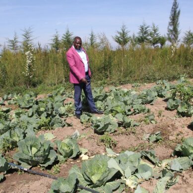 New Year agony as elephants raid farms in central Kenya and destroy acres of cropland