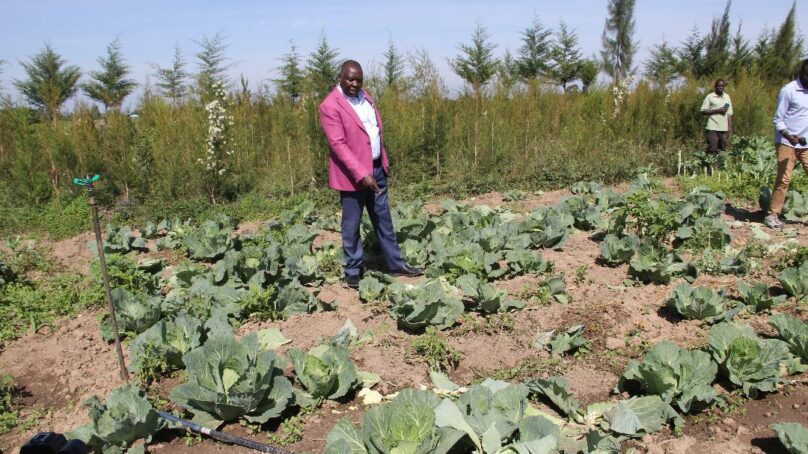 New Year agony as elephants raid farms in central Kenya and destroy acres of cropland