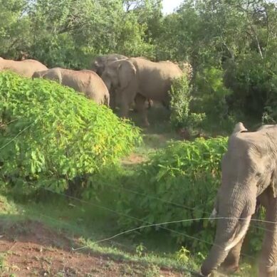 Nyandarua ‘clever’ elephants out-think farmers in central Kenya and destroy acres of cropland