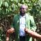 Genetically modified, disease-resistant cassava now available to Kenyan farmers after ‘national performance trials’