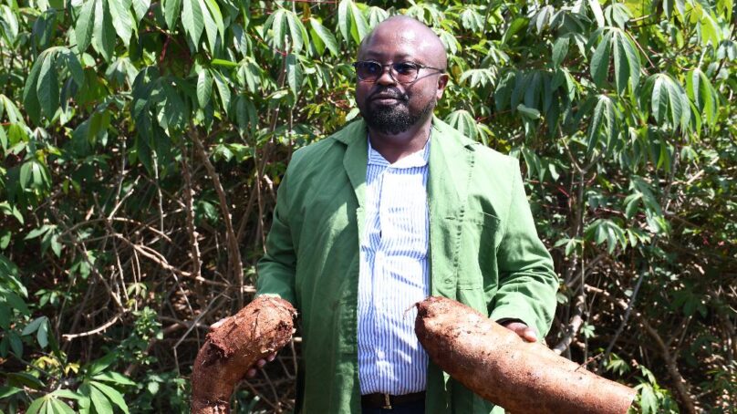 Genetically modified, disease-resistant cassava now available to Kenyan farmers after ‘national performance trials’
