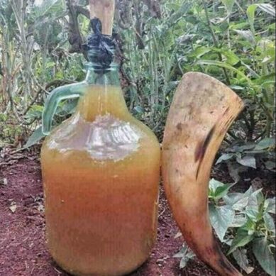 Kenya unveils robust programme to protect and commercialise indigenous knowledge