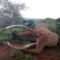 One of world’s most iconic and oldest elephants dies in Kenya’s Amboseli National Park aged 54