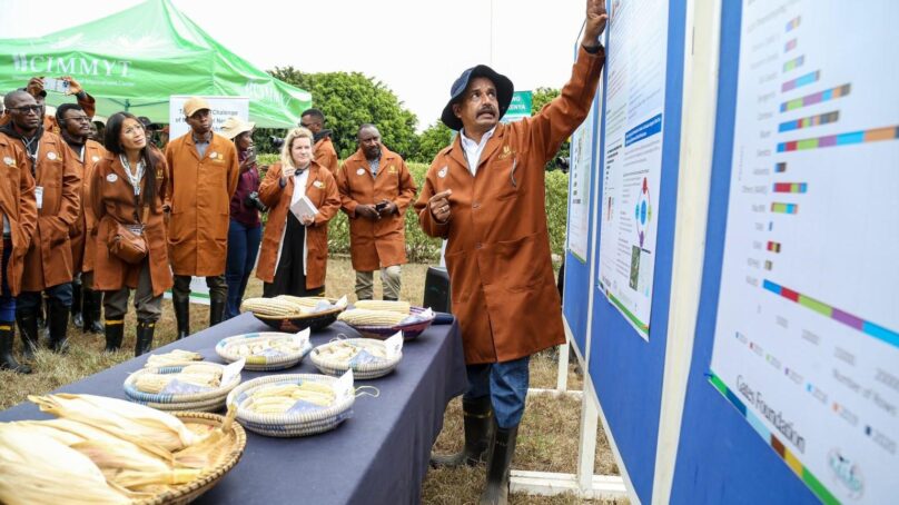 Sub-Saharan Africa top scientist on maize lethal necrosis calls time on plant health research  