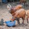 Satellite-based mission to protect endangered Mountain Bongo in Mt Kenya, Kakamega and Aberdares forests launched