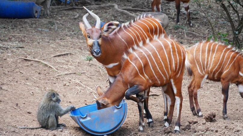 Satellite-based mission to protect endangered Mountain Bongo in Mt Kenya, Kakamega and Aberdares forests launched