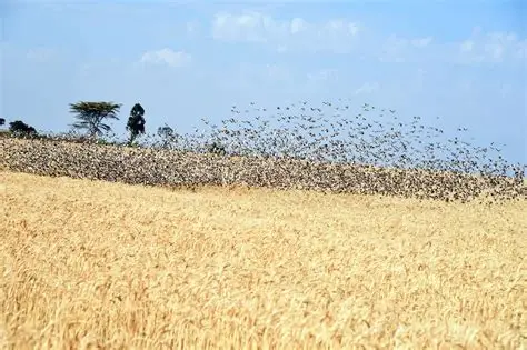 Kenya to kill weaver birds estimated to be six million that ravaging rice plantations in Lake Victoria Basin