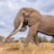 How conservationists in Kenya remember iconic ‘super tusker’ that was the symbol of African savanna’s largest land animal