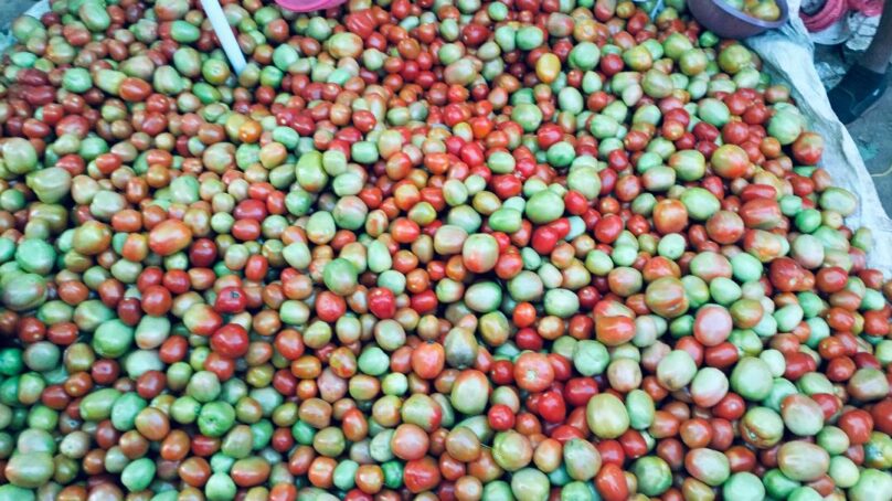 Tomato glut in Central Kenya sends prices tumbling as farmers stare at huge losses