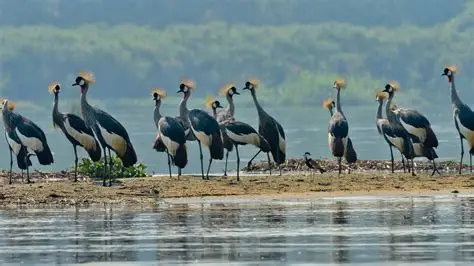Empowering indigenous people: Demilitarising environmental conservation in Uganda 