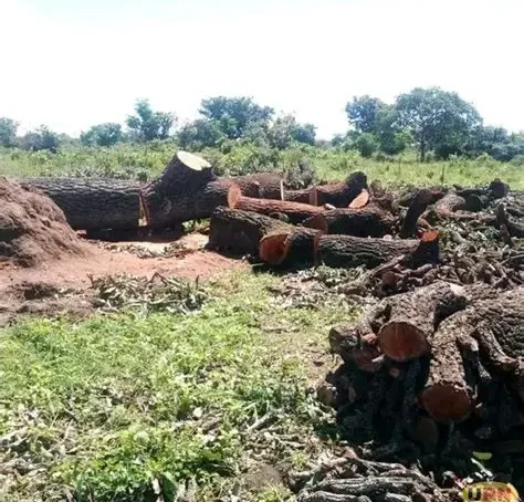 Reclaiming Uganda’s future through endogenous development and community ecological governance