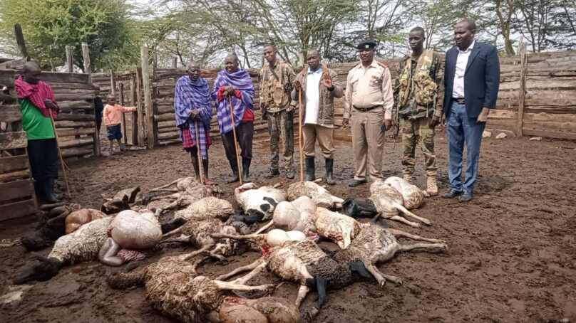 Human-wildlife conflict: Leopards kill 25 dorper sheep valued at $2,900 in Kajiado