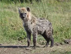 ‘In times like this, survival is a shared struggle’: Wajir residents let thirsty and hungry hyena ‘hunt’ for water in human settlements