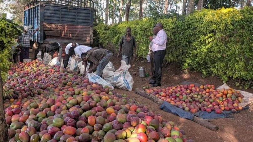 Mango production saturates market in central Kenya as Murang’a county experiences glut