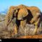 Human-wildlife conflict: Tanzania lays out plans to deploy electric fencing to prevent elephant incursions on farms