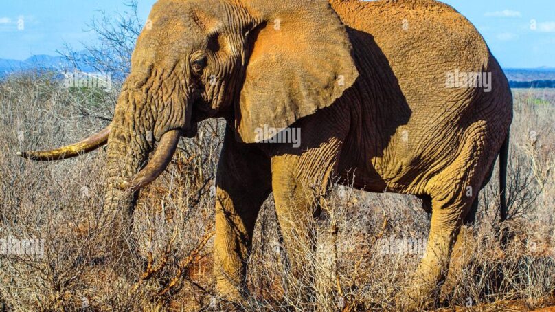 Human-wildlife conflict: Tanzania lays out plans to deploy electric fencing to prevent elephant incursions on farms