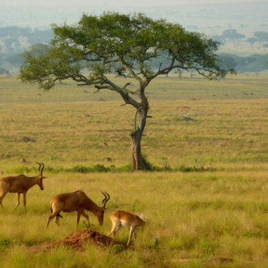 Echoes of vanishing Uganda: How my father’s answer to a simple question became a turning point in my ecological consciousness