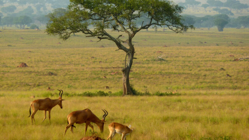 Echoes of vanishing Uganda: How my father’s answer to a simple question became a turning point in my ecological consciousness