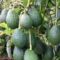 Avocado farmers in Kenya relieved after quality agency permits harvesting of new crop for export