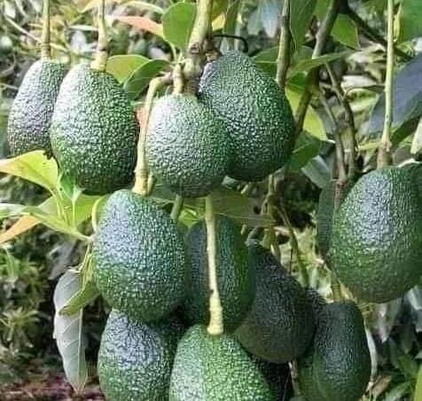 Avocado farmers in Kenya relieved after quality agency permits harvesting of new crop for export