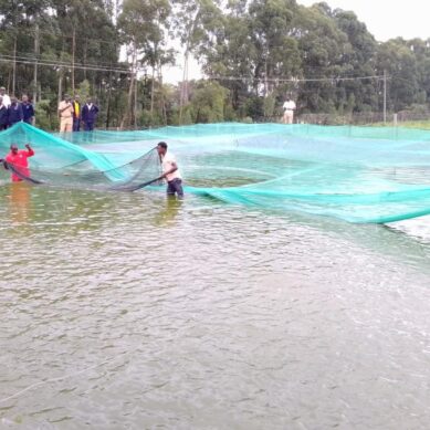 Nyang’ori High School club nets 890 fish worth $400 in integrated fish-poultry-vegetable aquaculture project