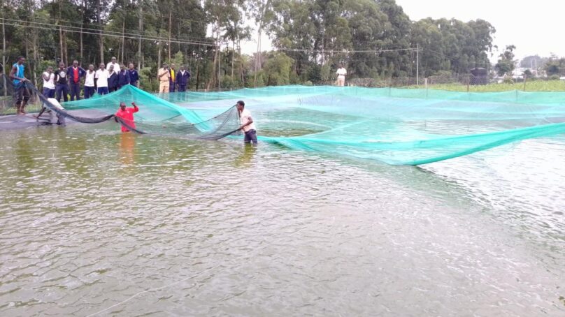 Nyang’ori High School club nets 890 fish worth $400 in integrated fish-poultry-vegetable aquaculture project