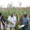 Pearl millet is quietly beginning to co-exist with pastoralism in Kenya’s arid and semi-arid lands economies