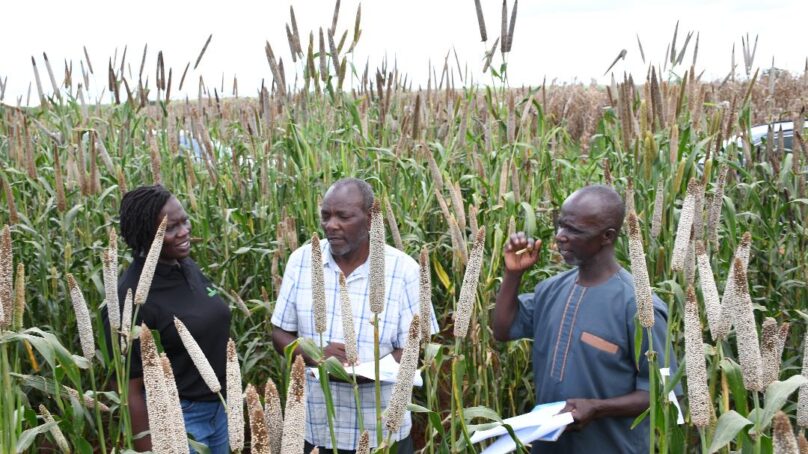 Pearl millet is quietly beginning to co-exist with pastoralism in Kenya’s arid and semi-arid lands economies