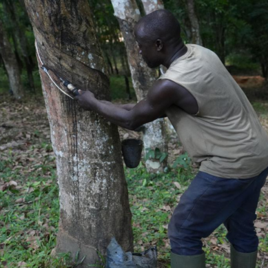 New window opens for Cote d’Ivoire’s ‘white gold’ when China’s zero-tariff policy comes into force next month
