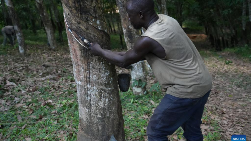 New window opens for Cote d’Ivoire’s ‘white gold’ when China’s zero-tariff policy comes into force next month