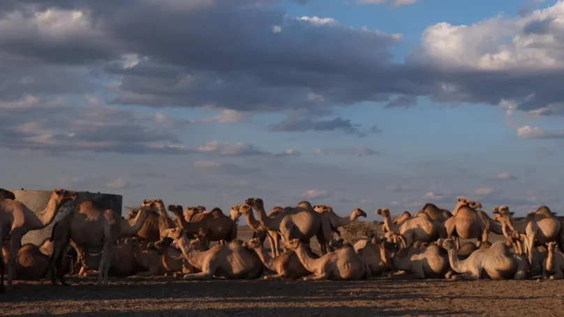 How an American oil drilling firm Amoco ‘imported cancer’ to northern Kenya, then left trail of deaths of herdsman in Kargi village   