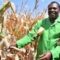 Farmers in Kenya ramp up push for GM maize adoption, citing Ethiopia, South Africa and Nigeria as case studies