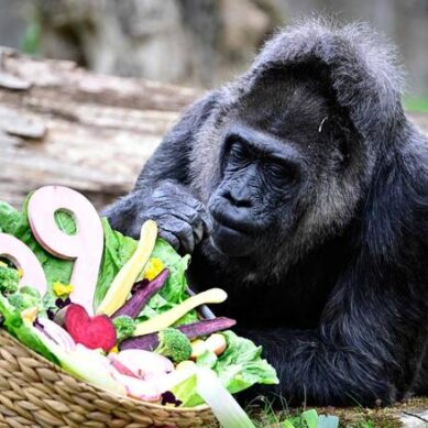 World’s oldest gorilla, Faou, in supreme health as it celebrates 69th birthday in Berlin Zoo