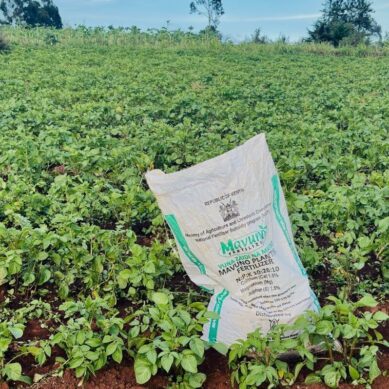 How US-Israel war with Iran has sparked global fertiliser shortage that’s hit eastern Africa hard