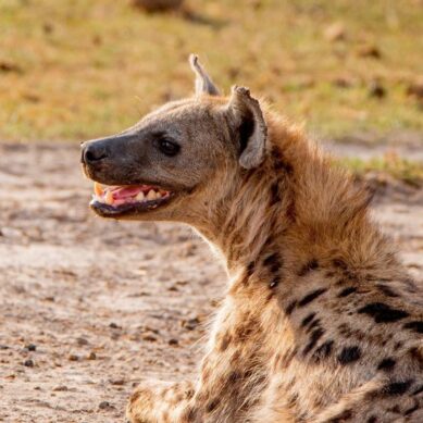 KWS puts public on high alert following suspicion residents of Thika in central Kenya may have consumed hyena carcass