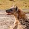 KWS puts public on high alert following suspicion residents of Thika in central Kenya may have consumed hyena carcass