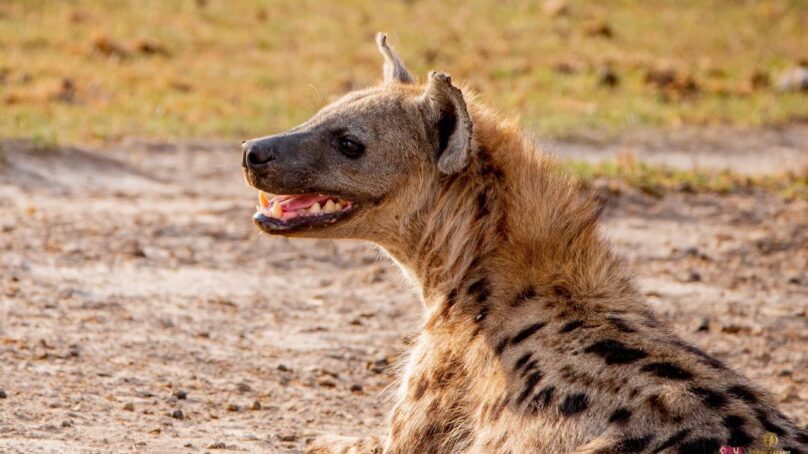 KWS puts public on high alert following suspicion residents of Thika in central Kenya may have consumed hyena carcass