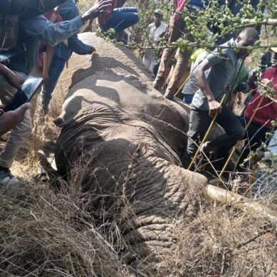 KWS deploys rangers to Kajiado West to track down elephant that killed 25-year-old herdsman