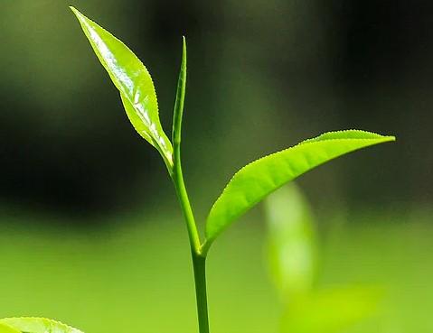 Minister says Kenya is focusing on quality assurance in tea industry for a bigger slice of the world market