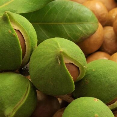 Agriculture and Food Authority macadamia crackdown targets smugglers to shield farmers from losses