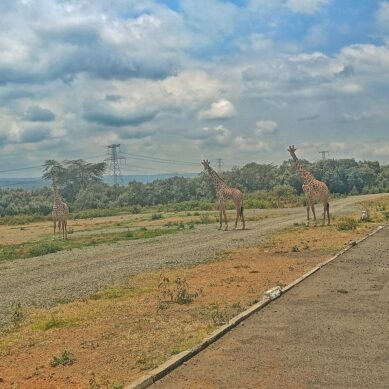 Kenya to use 2025 national wildlife census data to protect wildlife, now under threat from expanding human settlements  