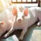 Kenya targets pork sufficiency by 2030 as it turns focus on increased commercial pig farming