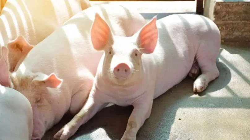 Kenya targets pork sufficiency by 2030 as it turns focus on increased commercial pig farming