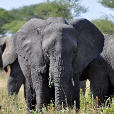 Human-wildlife conflict: Tanzania opts for rapid-response measures instead of culling already endangered elephant species