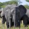 Human-wildlife conflict: Tanzania opts for rapid-response measures instead of culling already endangered elephant species