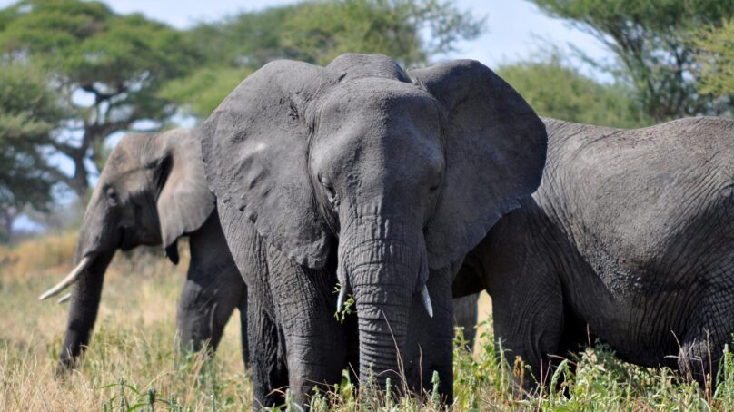 Human-wildlife conflict: Tanzania opts for rapid-response measures instead of culling already endangered elephant species